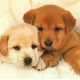 Illustration for article titled America Loves Abused Puppies Approximately 2.5 Times More Than Battered Women